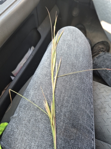 broomsedge bluestem