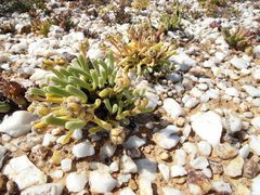 Monilaria moniliformis