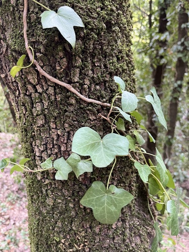 common ivy