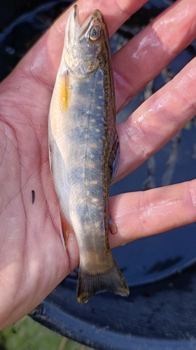 Brook Trout