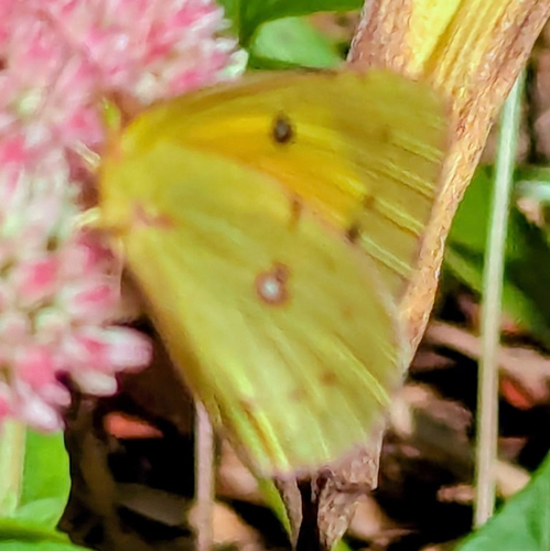 Orange Sulphur