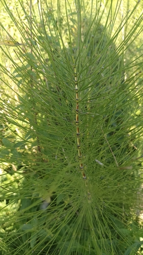 great horsetail