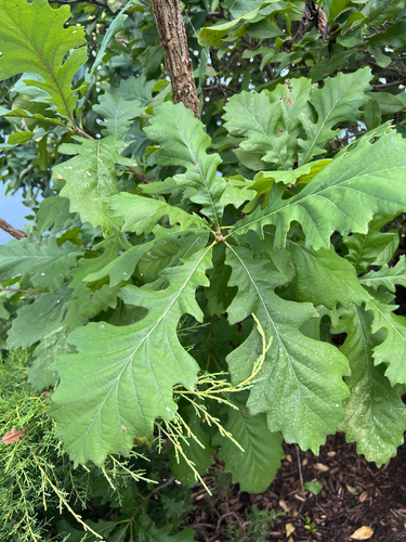bur oak