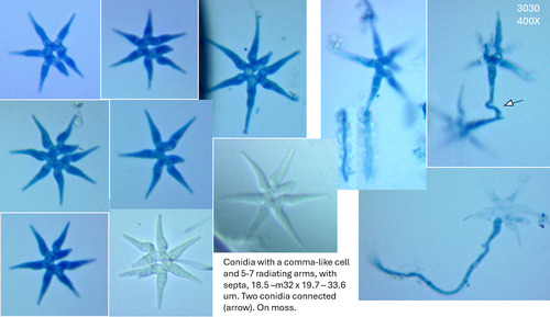Radiatispora yunnanensis