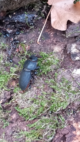 Lesser Stag Beetle