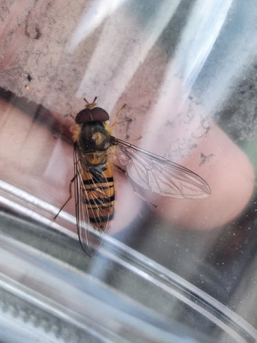 Marmalade Hover Fly