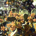 Rhamnus myrtifolia - Photo Javier martin, ei tunnettuja tekijänoikeusrajoituksia (Tekijänoikeudeton)