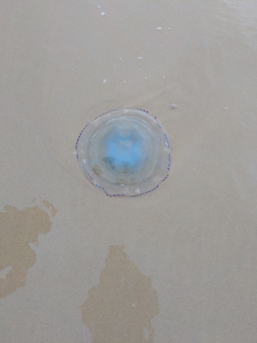 Dustbin-lid Jelly