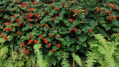 Achimenes antirrhina