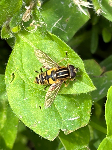 Sun Fly