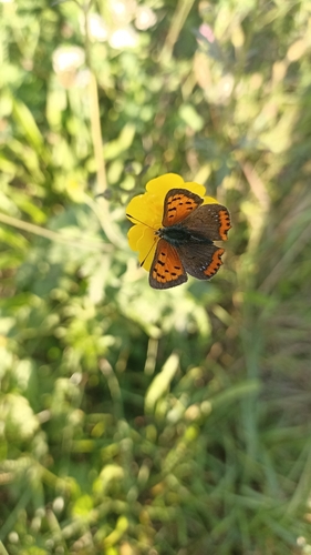 Small Copper