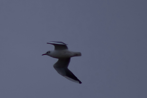 Black-headed Gull