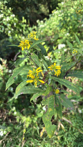 Wingstem