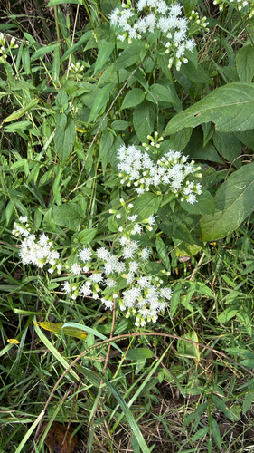 white snakeroot