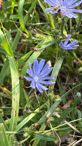 chicory
