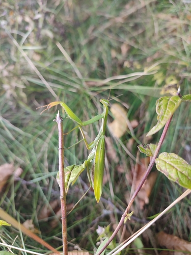 European Mantis