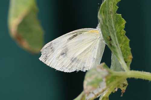 Indian Cabbage White