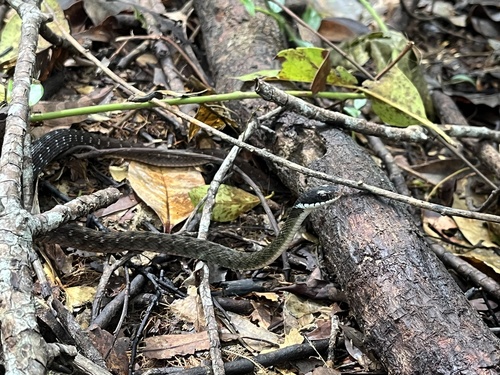 Rhabdophis chrysargos observed 2026-09-17