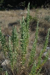 Brickellia dentata