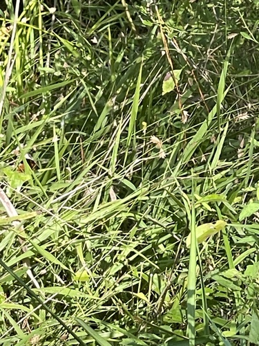Chasmanthium nitidum observed 2026-09-17
