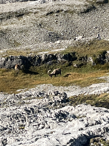 Alpine Ibex