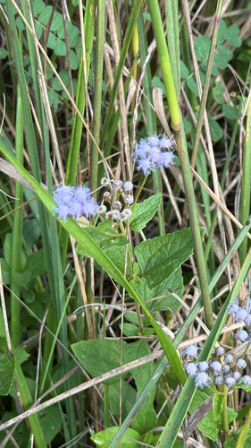 blue mistflower