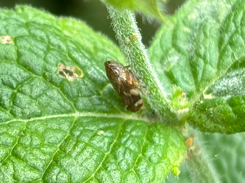 Meadow Spittlebug