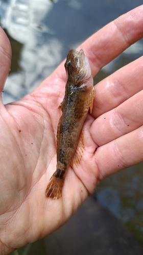 European Bullhead