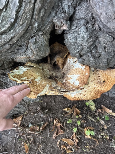 Dryad's Saddle