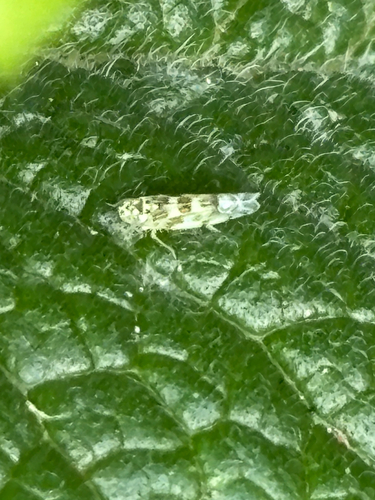 Banded sage hopper