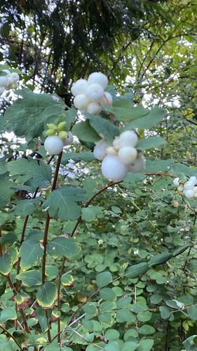 Common Snowberry
