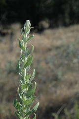 Brickellia dentata