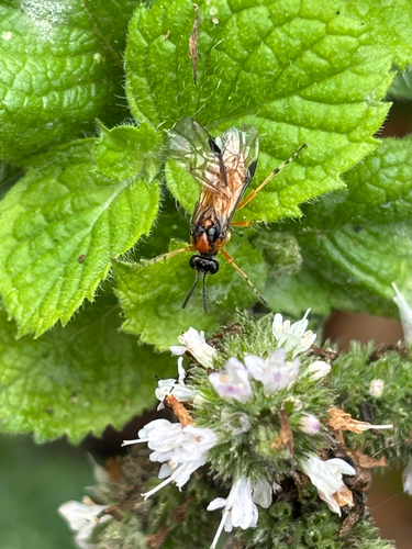 Turnip Sawfly