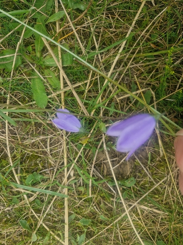 Common Harebell