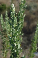 Brickellia dentata