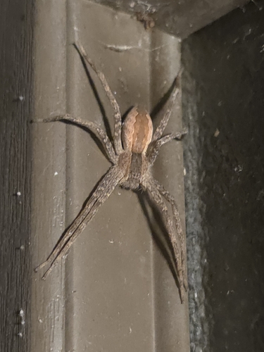 American Nursery Web Spider