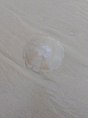 Common Moon Jelly