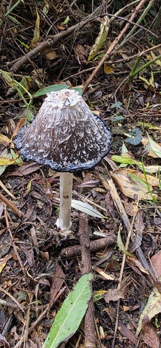 Shaggy Mane