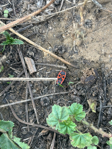 European Firebug