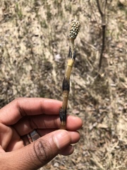 Equisetum arvense image