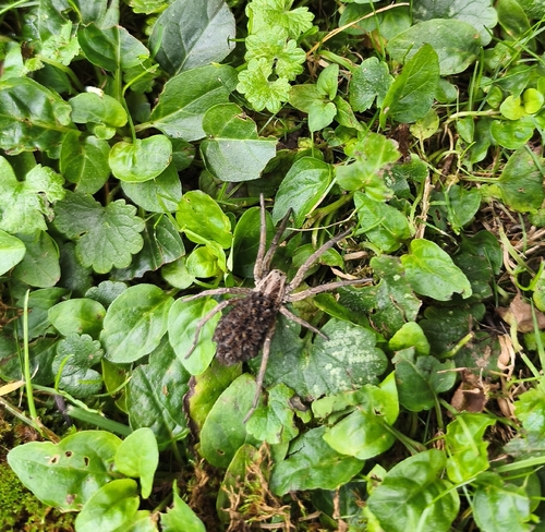 Radiated Wolf Spider