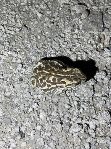 Mongolian Toad