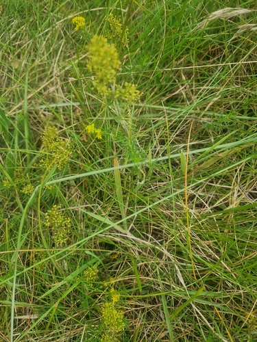 Lady's Bedstraw