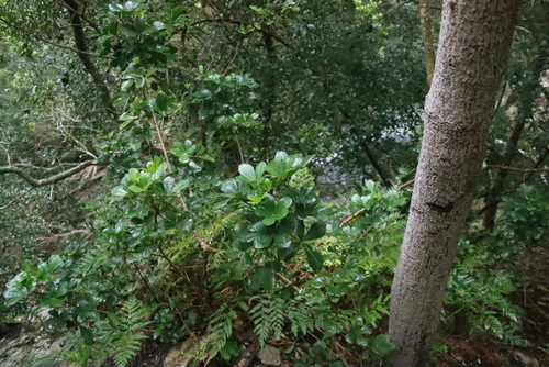 Cussonia thyrsiflora