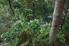Cussonia thyrsiflora