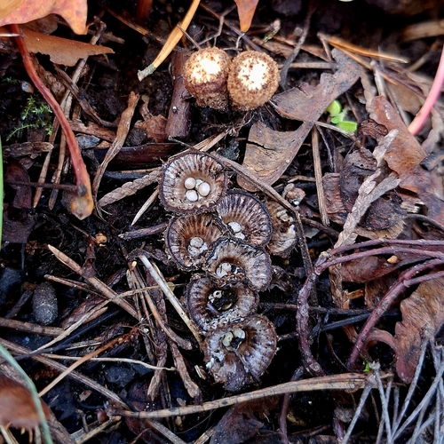 fluted bird's nest fungus