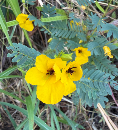 partridge pea