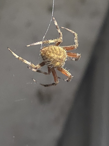 Spotted Orbweaver