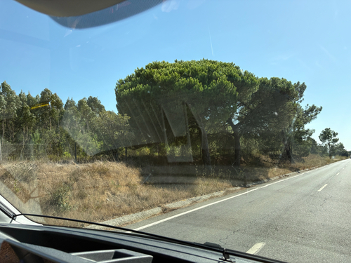 Stone pine