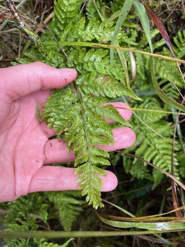 hay-scented buckler-fern